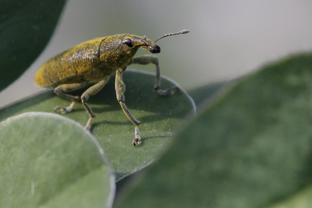 Lixus pulverulentus