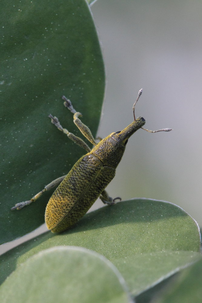 Lixus pulverulentus