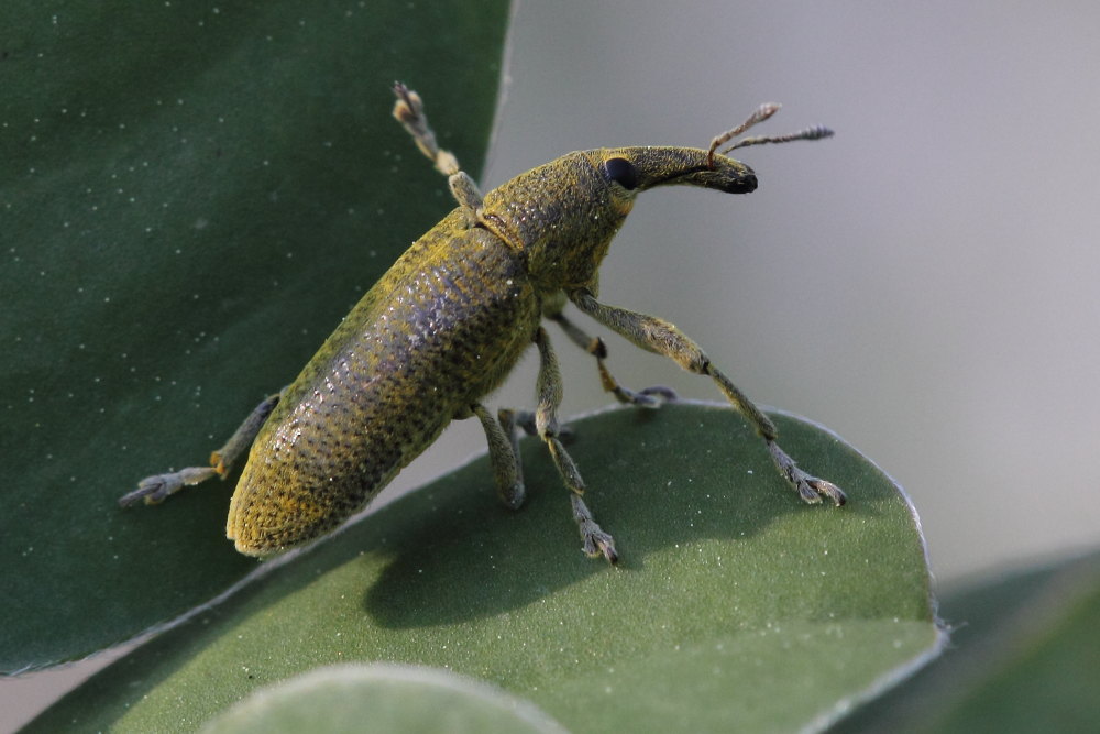 Lixus pulverulentus