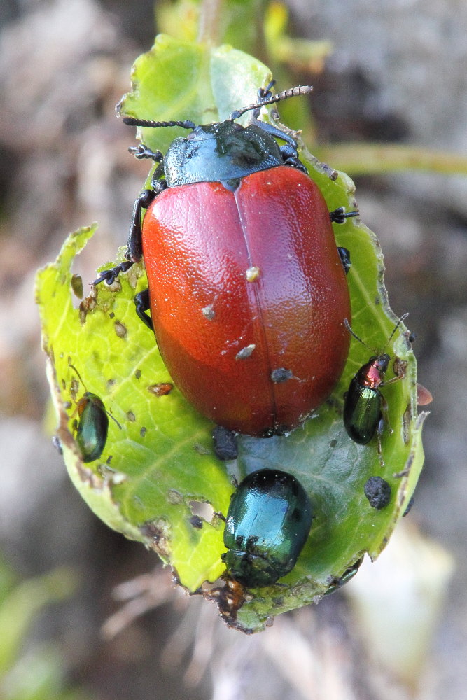 Chrysomela populi, Plagiodera versicolora,Crepidodera aurata