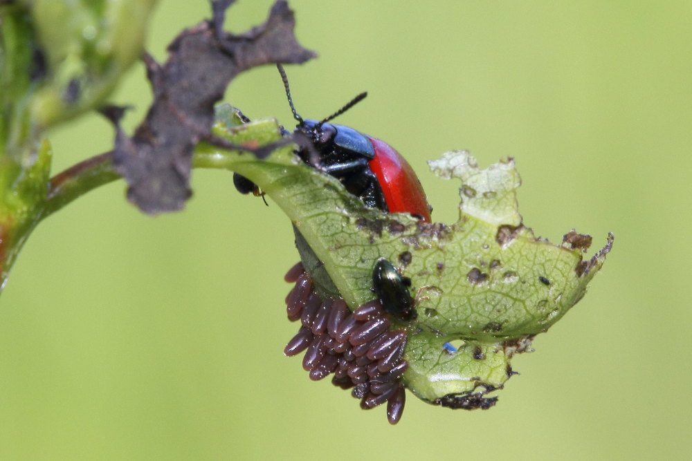 Chrysomela populi, Plagiodera versicolora,Crepidodera aurata