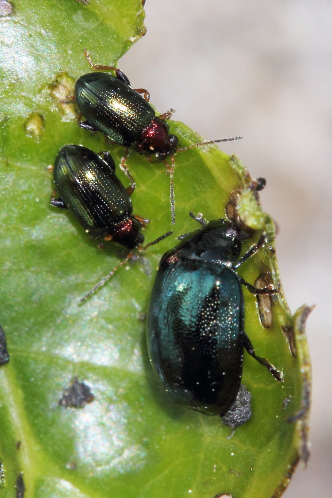 Chrysomela populi, Plagiodera versicolora,Crepidodera aurata