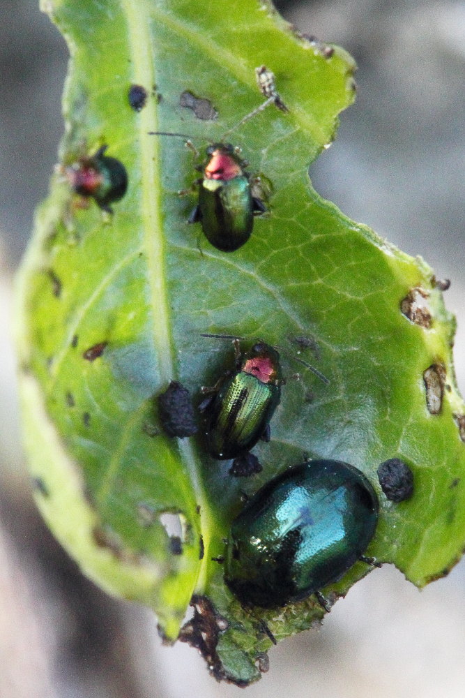 Chrysomela populi, Plagiodera versicolora,Crepidodera aurata