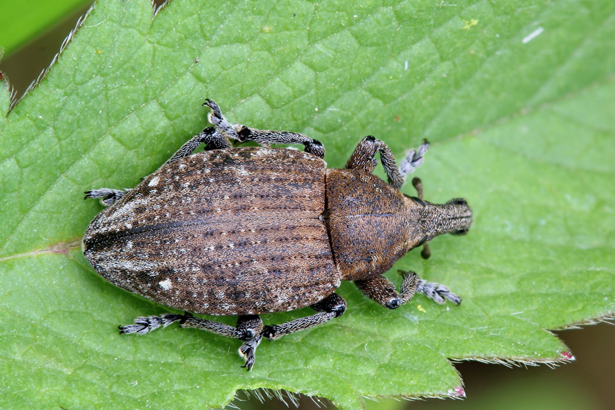 Lepyrus armatus