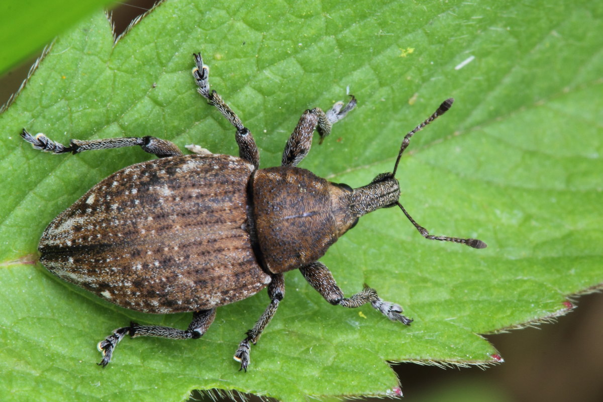 Lepyrus armatus