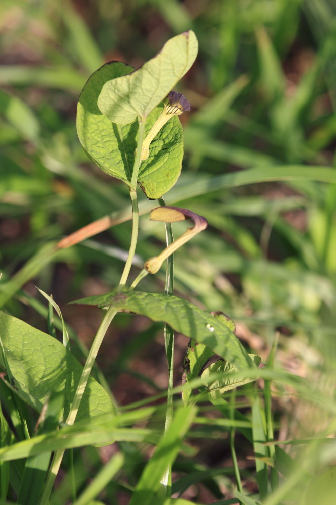 Aristolochia pallida - Z. polixena