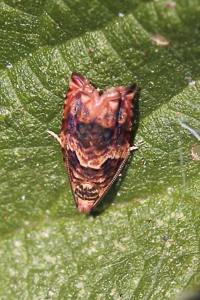 Gypsonoma minutana, Tortricidae