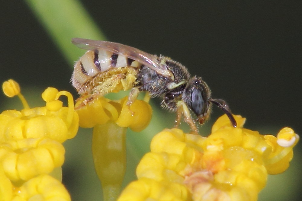 Nomioides sp., Apidae Halictinae