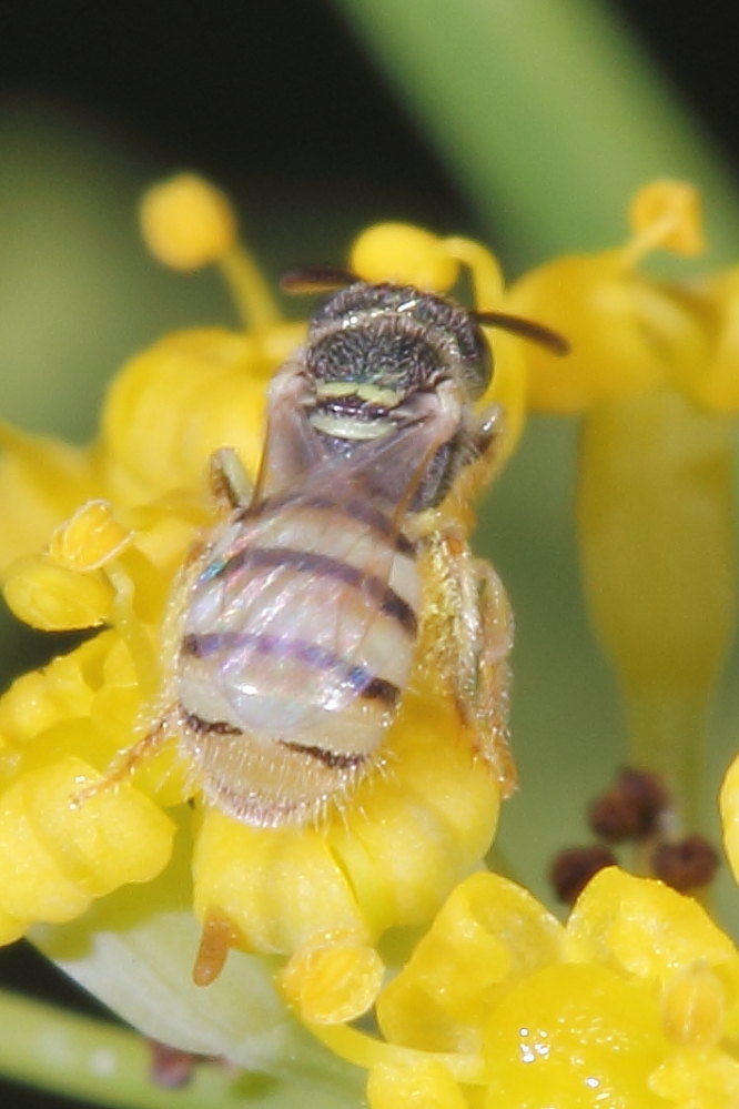 Nomioides sp., Apidae Halictinae