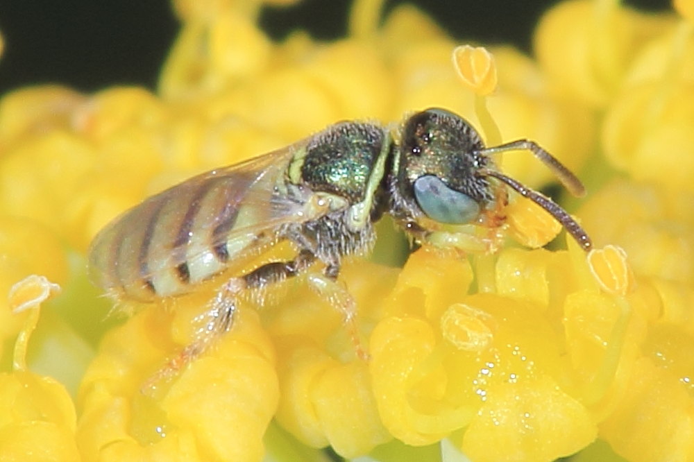 Nomioides sp., Apidae Halictinae