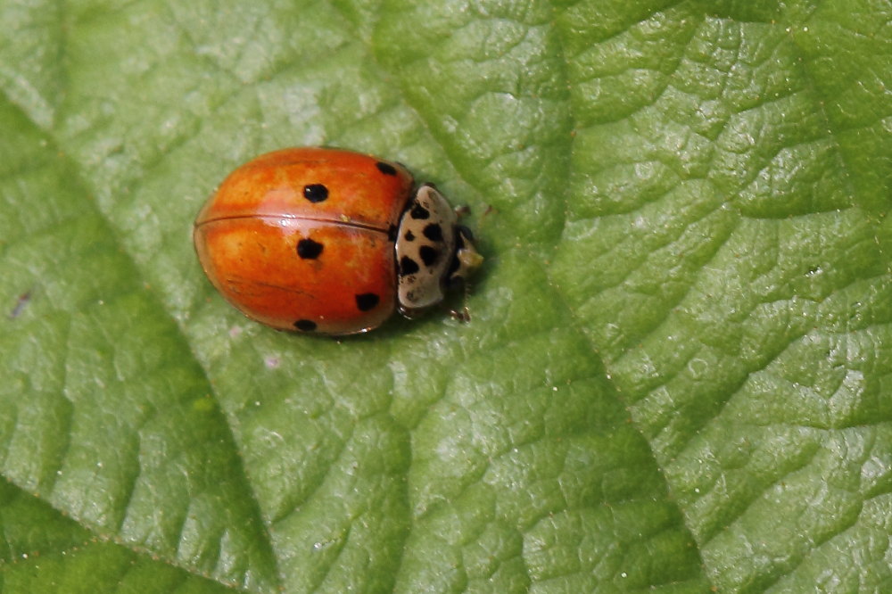 Coccinella da identificare: Adalia decempunctata (cf.)