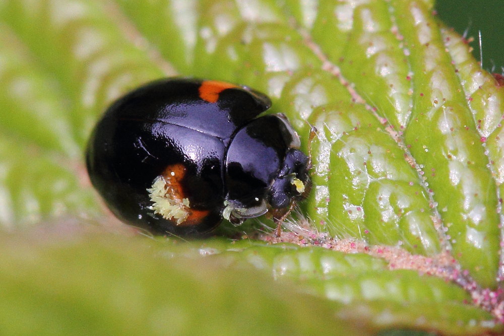 Adalia bipunctata