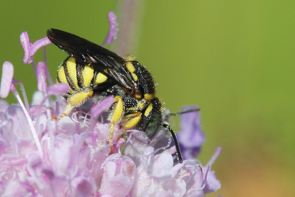 Apidae Megachilinae: Anthidiellum sp.