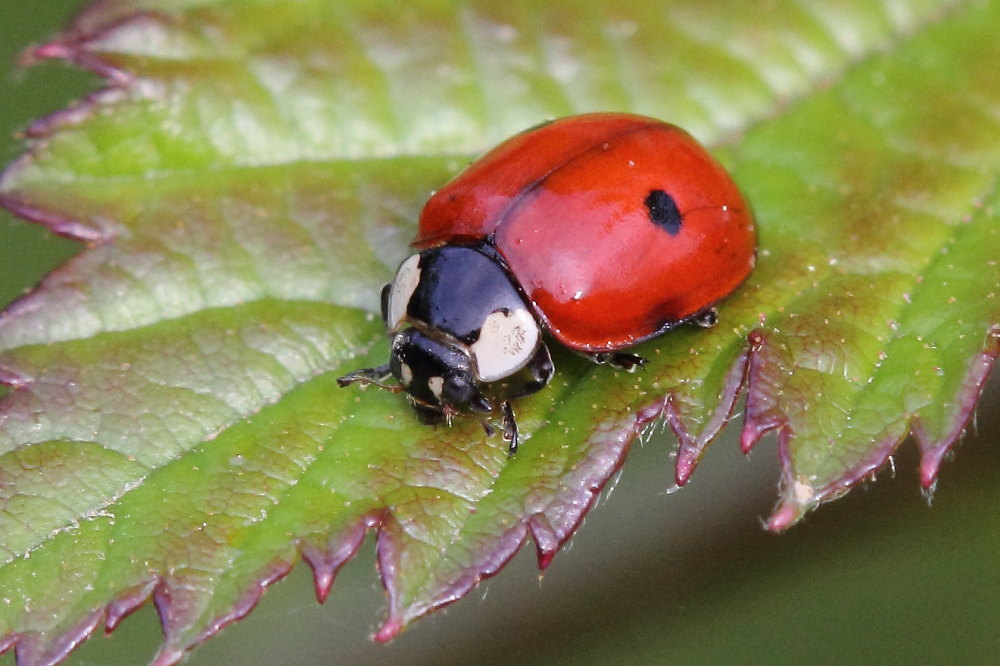 Adalia bipunctata