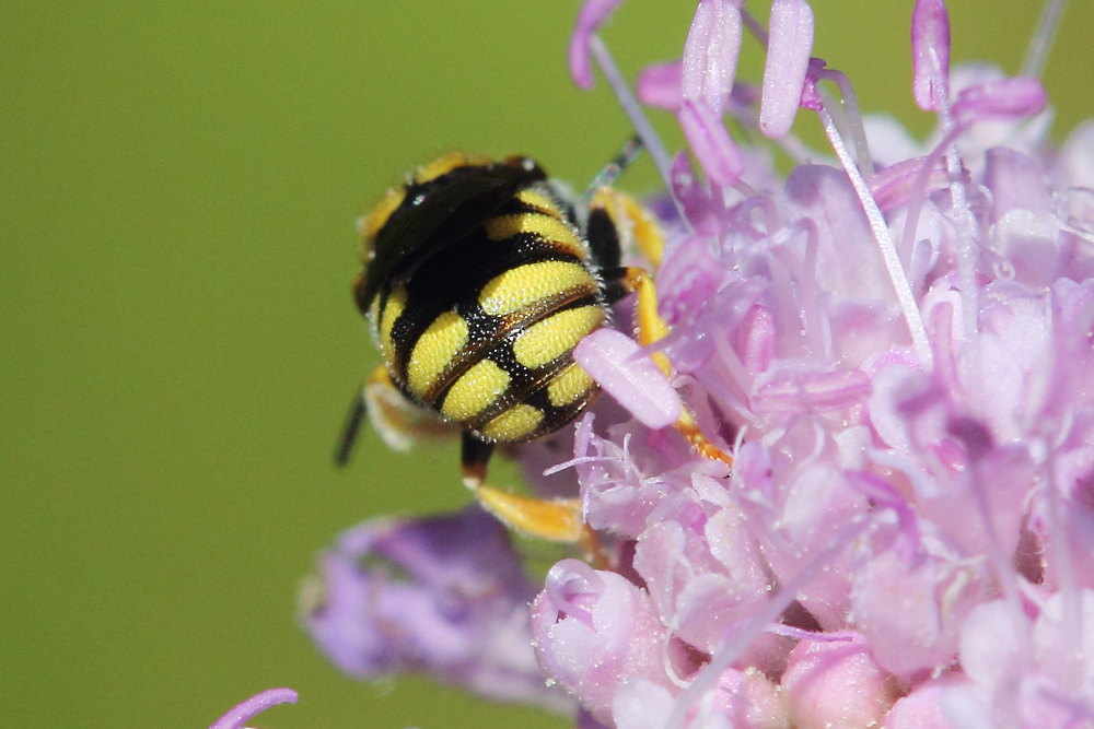 Apidae Megachilinae: Anthidiellum sp.