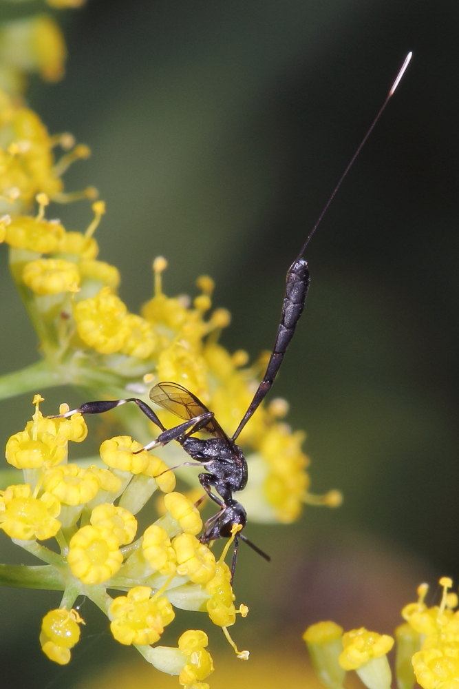 Sul finocchio selvatico 5: Gasteruption sp., Gasteruptiidae