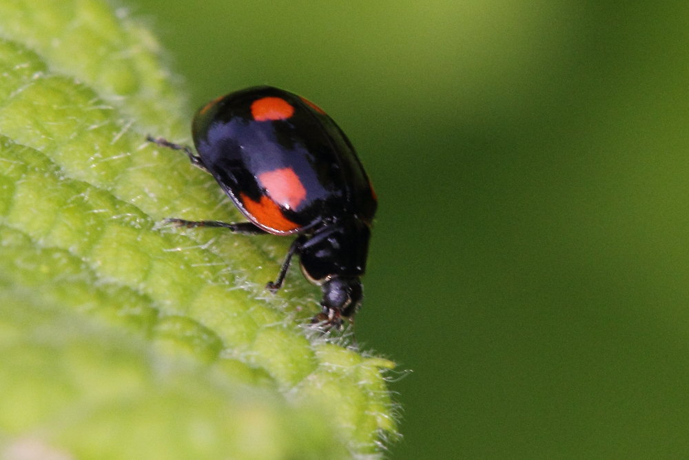 Adalia bipunctata