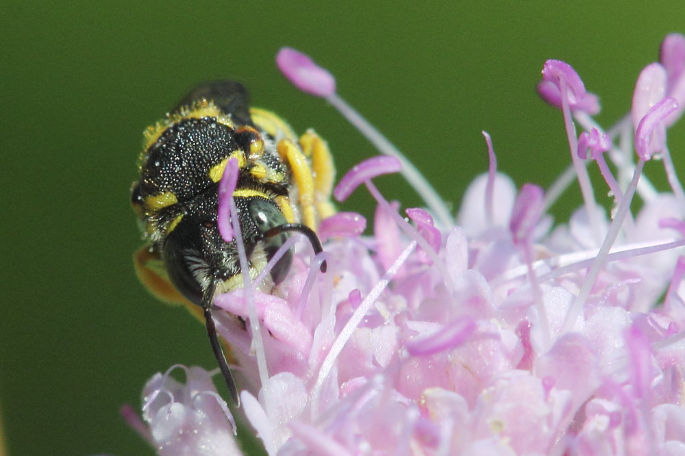 Apidae Megachilinae: Anthidiellum sp.