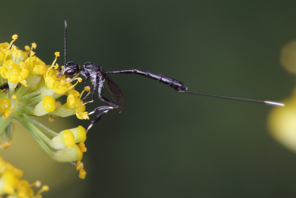 Sul finocchio selvatico 5: Gasteruption sp., Gasteruptiidae