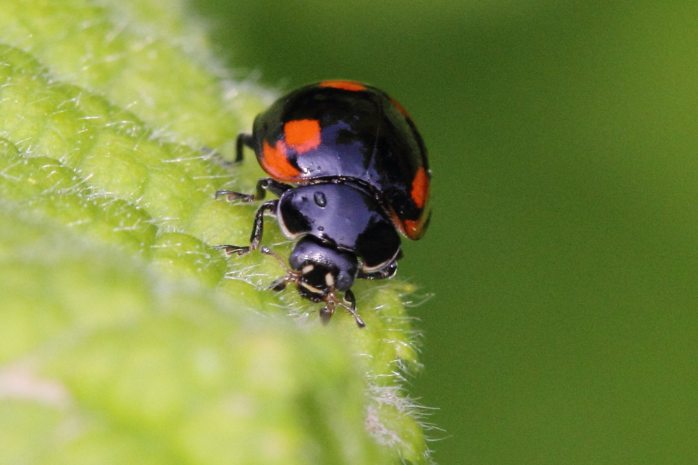 Adalia bipunctata