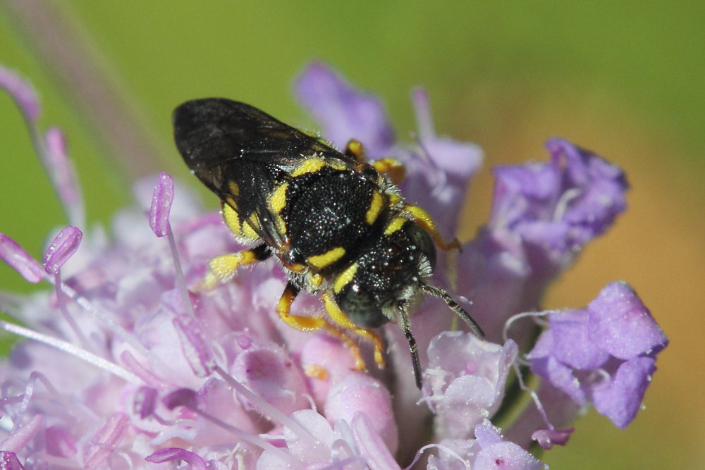 Apidae Megachilinae: Anthidiellum sp.