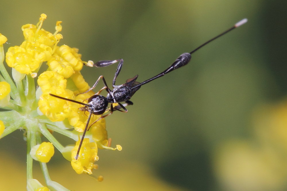 Sul finocchio selvatico 5: Gasteruption sp., Gasteruptiidae