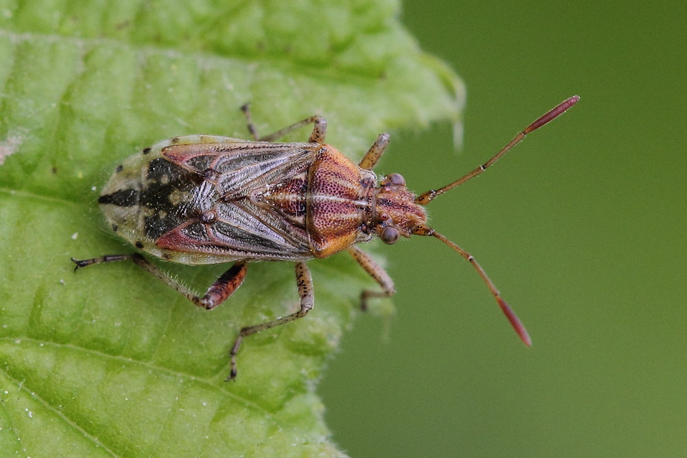 Rhopalidae: Stictopleurus pictus delle Marche (AN)