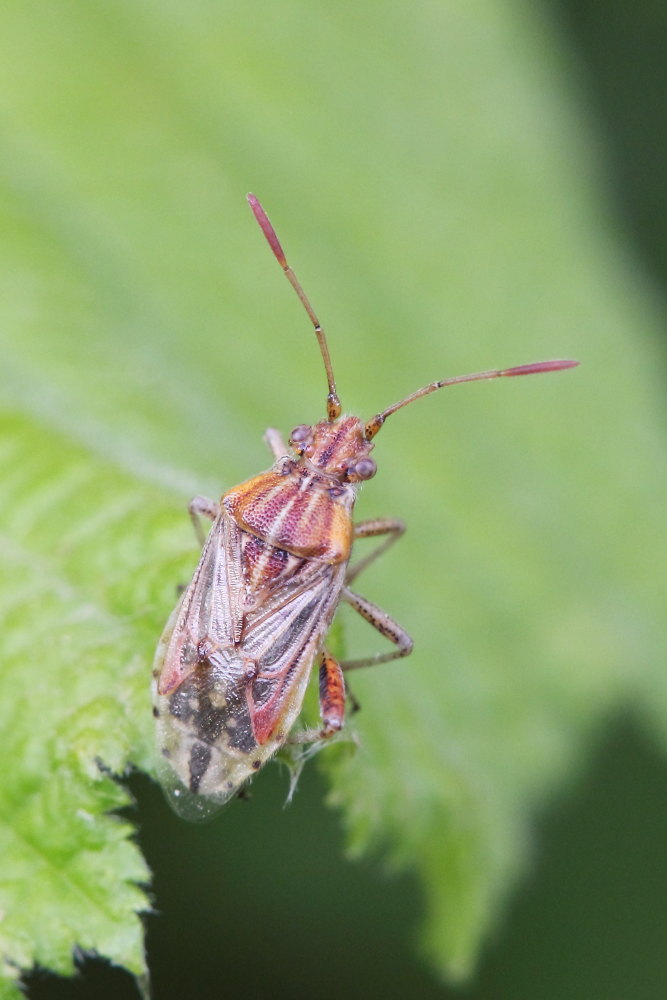 Rhopalidae: Stictopleurus pictus delle Marche (AN)