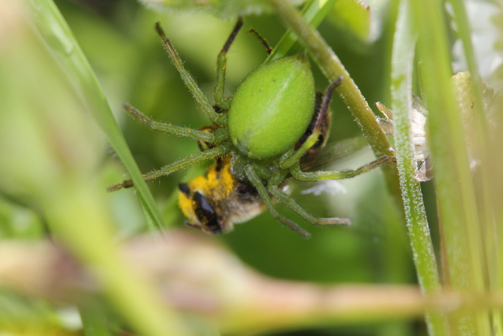 Micrommata ligurina - Monte Conero (AN)