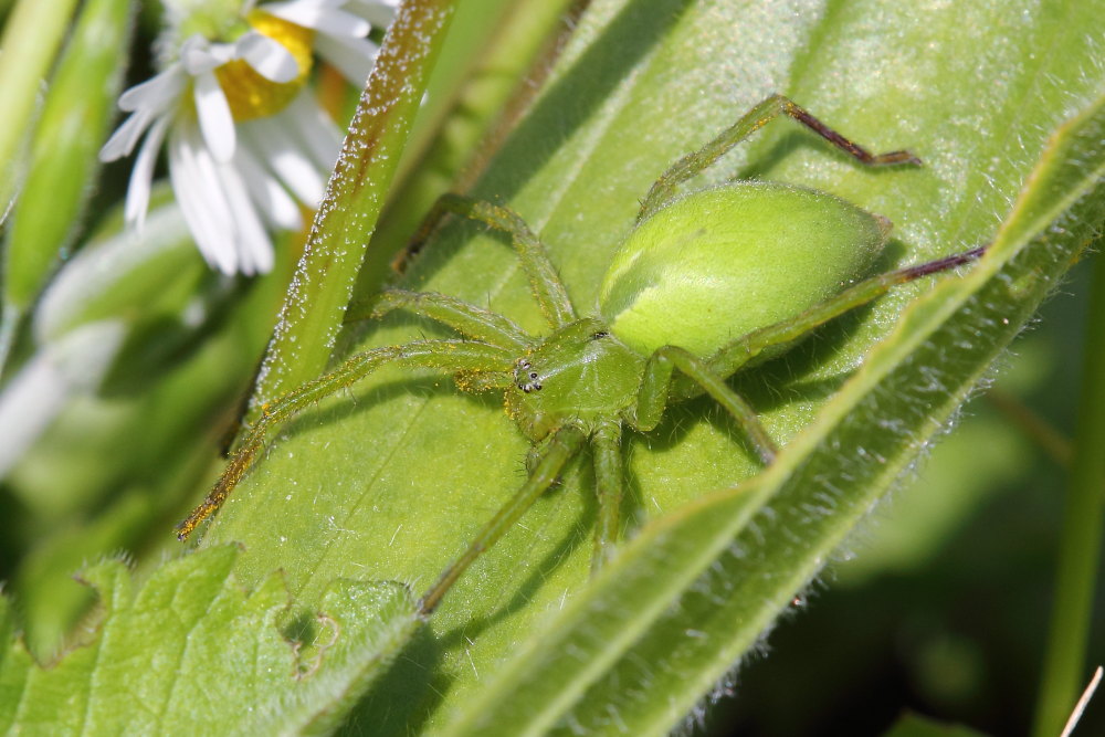 Micrommata ligurina - Monte Conero (AN)