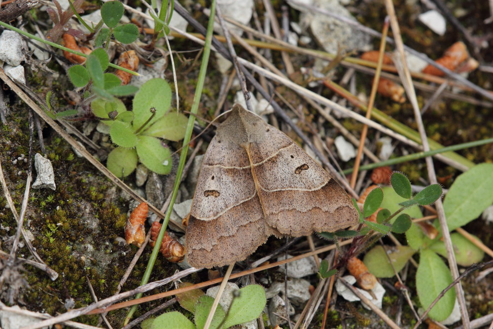 Da identificare - Minucia lunaris