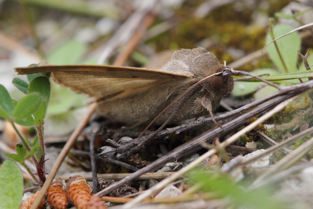 Da identificare - Minucia lunaris