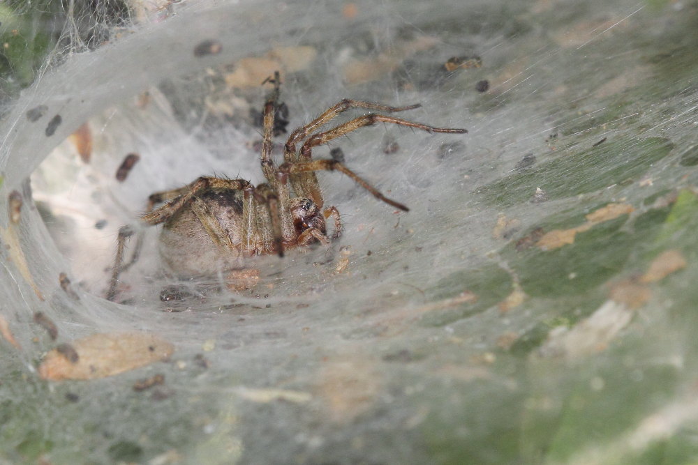 Agelena labyrinthica - Monte Conero (AN)