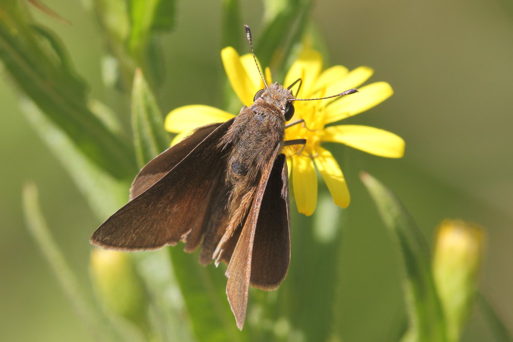 Cfr. Gegenes nostrodamus, Hesperiidae