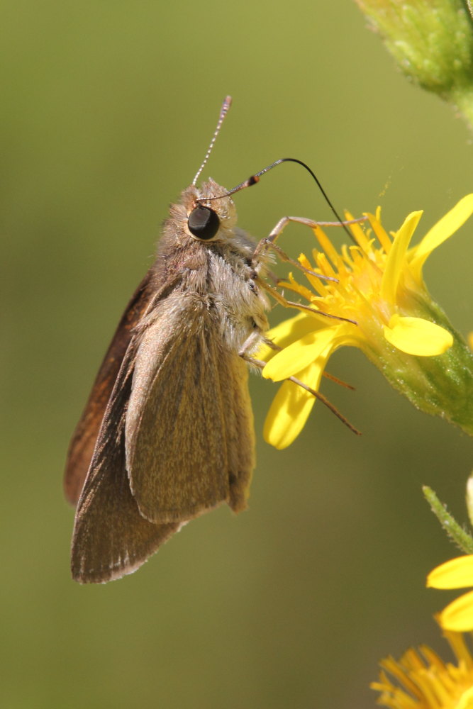 Cfr. Gegenes nostrodamus, Hesperiidae