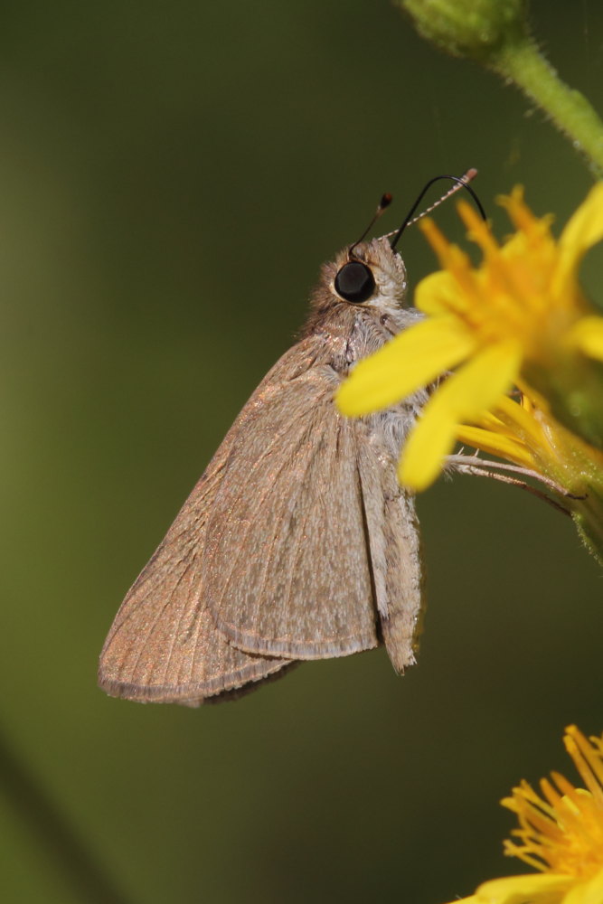 Cfr. Gegenes nostrodamus, Hesperiidae