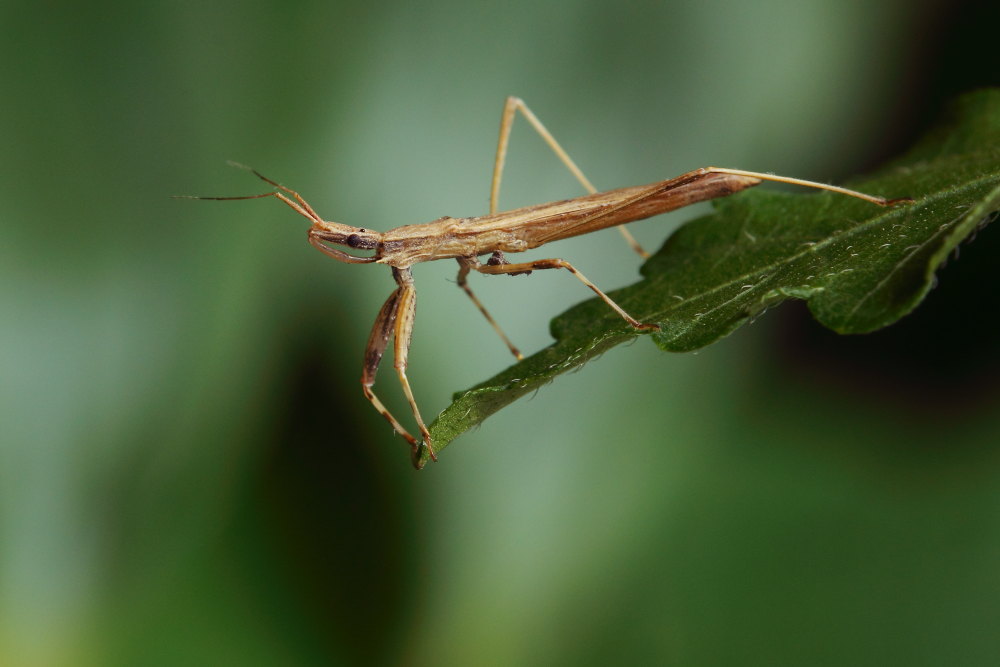 Reduviidae: Sastrapada baerensprungi