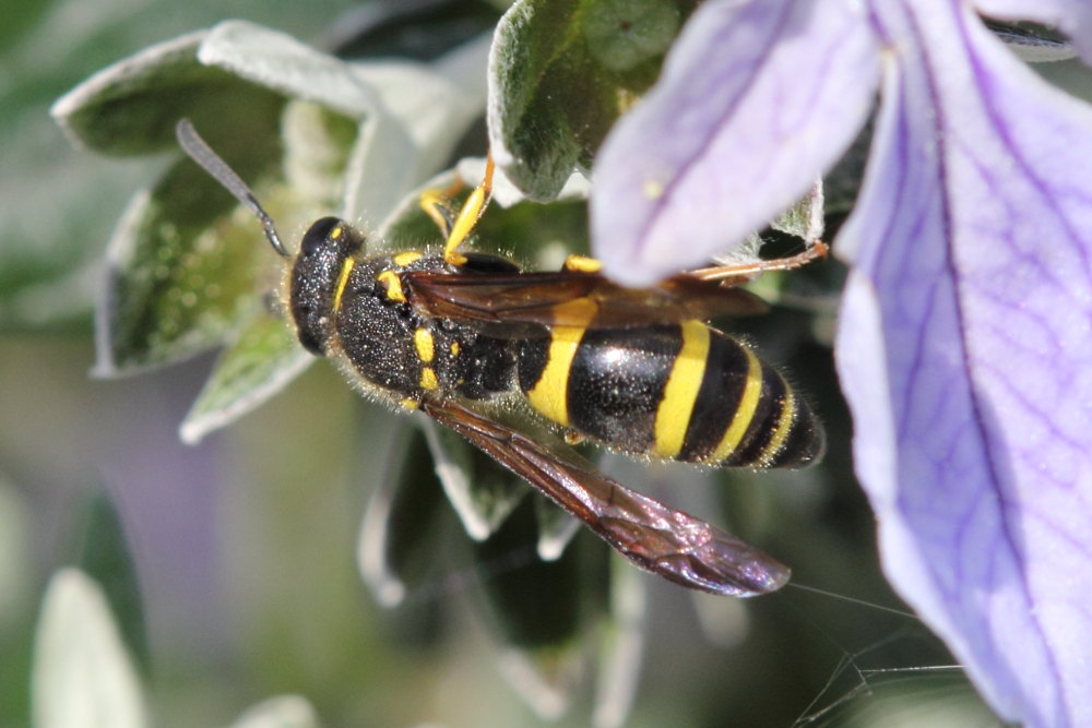 Ancistrocerus sp.