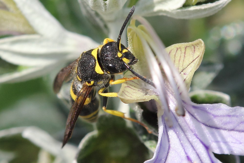 Ancistrocerus sp.