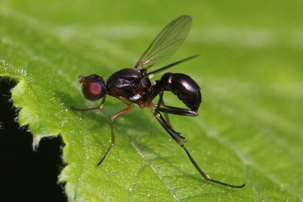 Sepsidae  de identificare