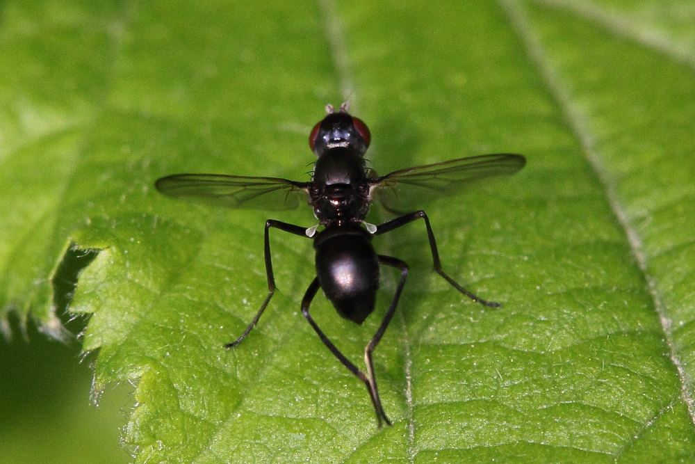 Sepsidae  de identificare