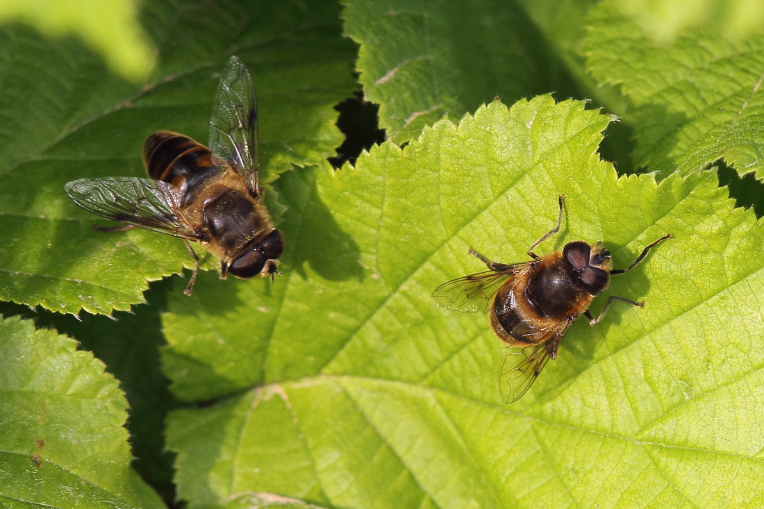 Eristalis tenax