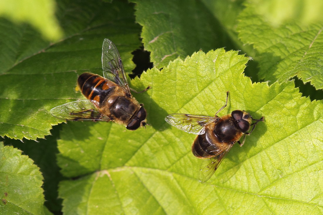 Eristalis tenax