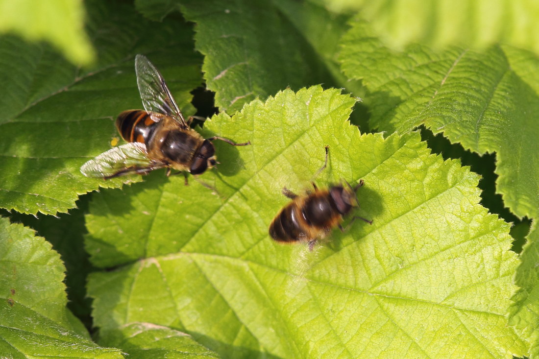 Eristalis tenax