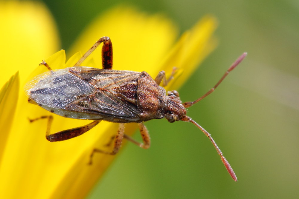 Rhopalidae: Stictopleurus pictus delle Marche (AN)