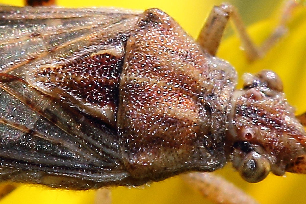 Rhopalidae: Stictopleurus pictus delle Marche (AN)