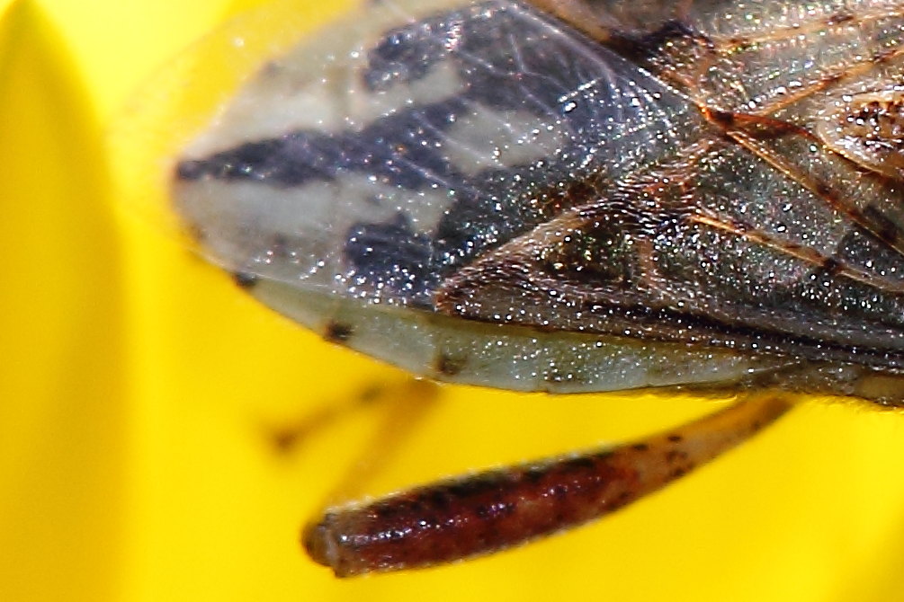 Rhopalidae: Stictopleurus pictus delle Marche (AN)