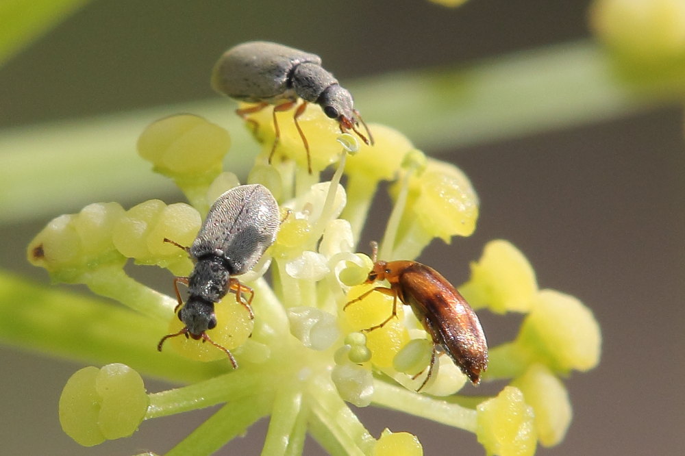 Danacea sp. e Scraptiidae (?) su ombrellifera