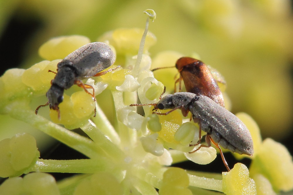 Danacea sp. e Scraptiidae (?) su ombrellifera