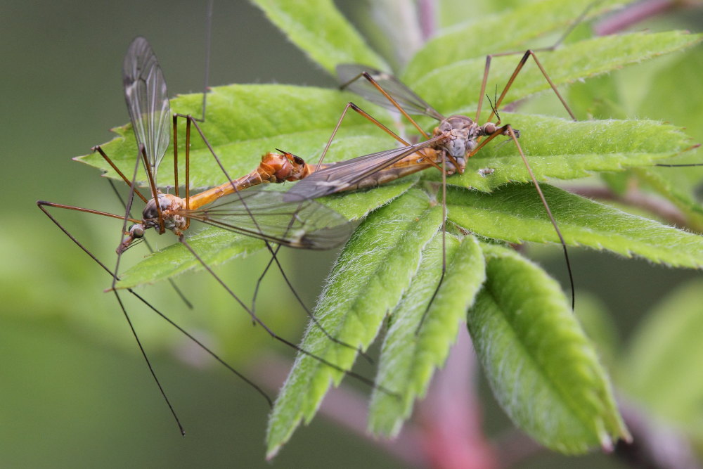 Tipula (Lunatipula) sp.